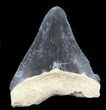 Serrated,  Bone Valley Megalodon Tooth #45101-1